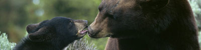 bear-banner