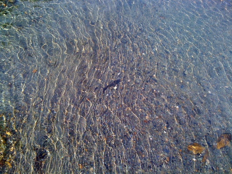 Little Fish at Twin Lakes