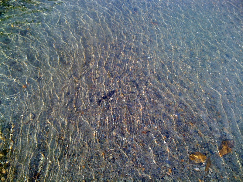 Little Fish at Twin Lakes