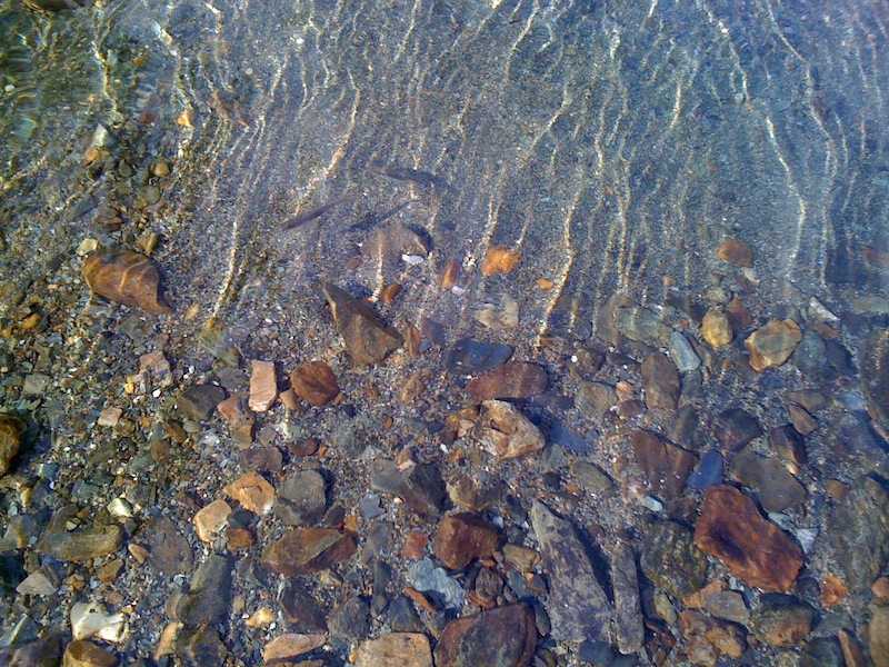 Little Fish at Twin Lakes